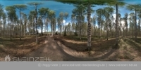 Finnland - Birkenwald (1)