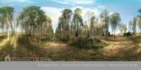 Finnland - Birkenwald (2)